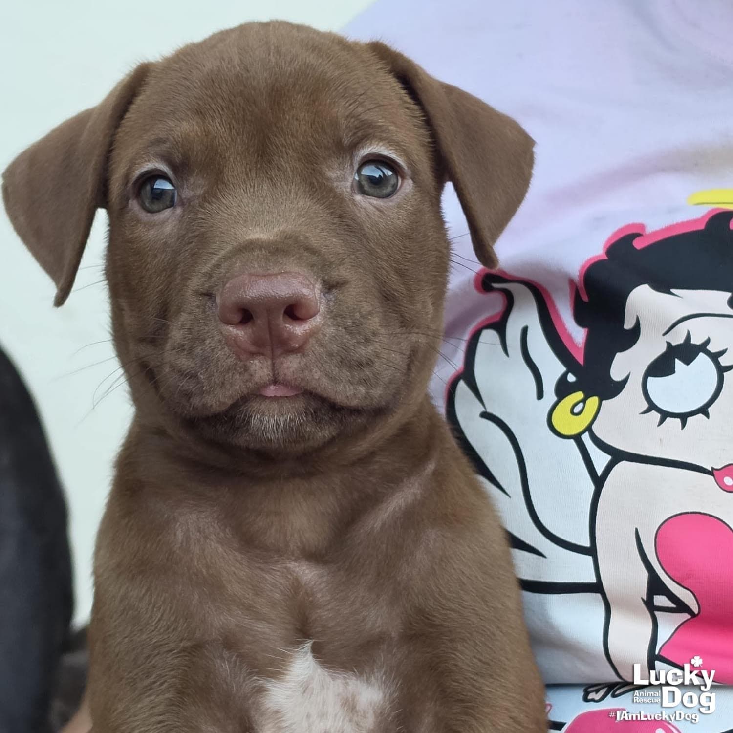 Scottie - Labrador Retriever