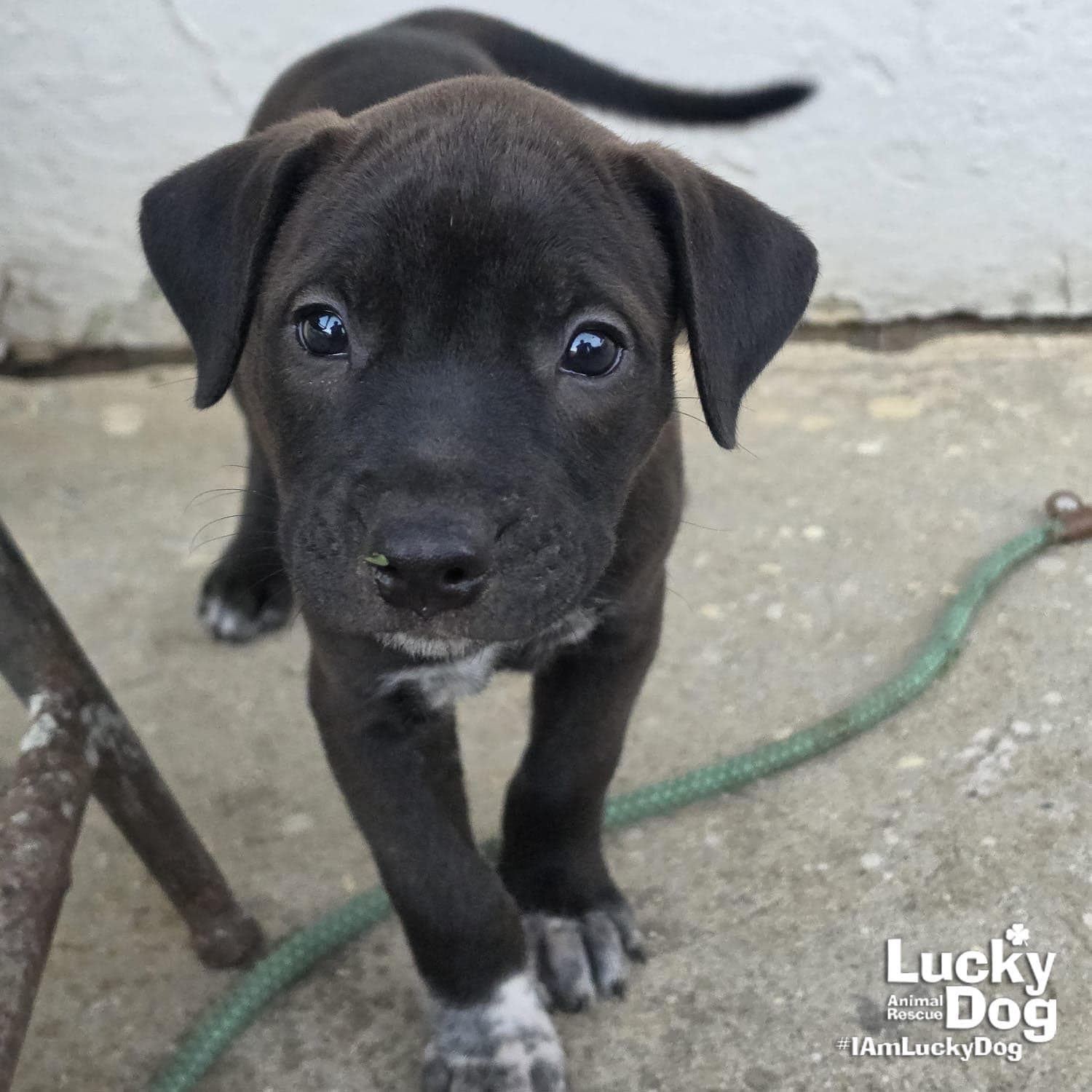 Selene - Labrador Retriever