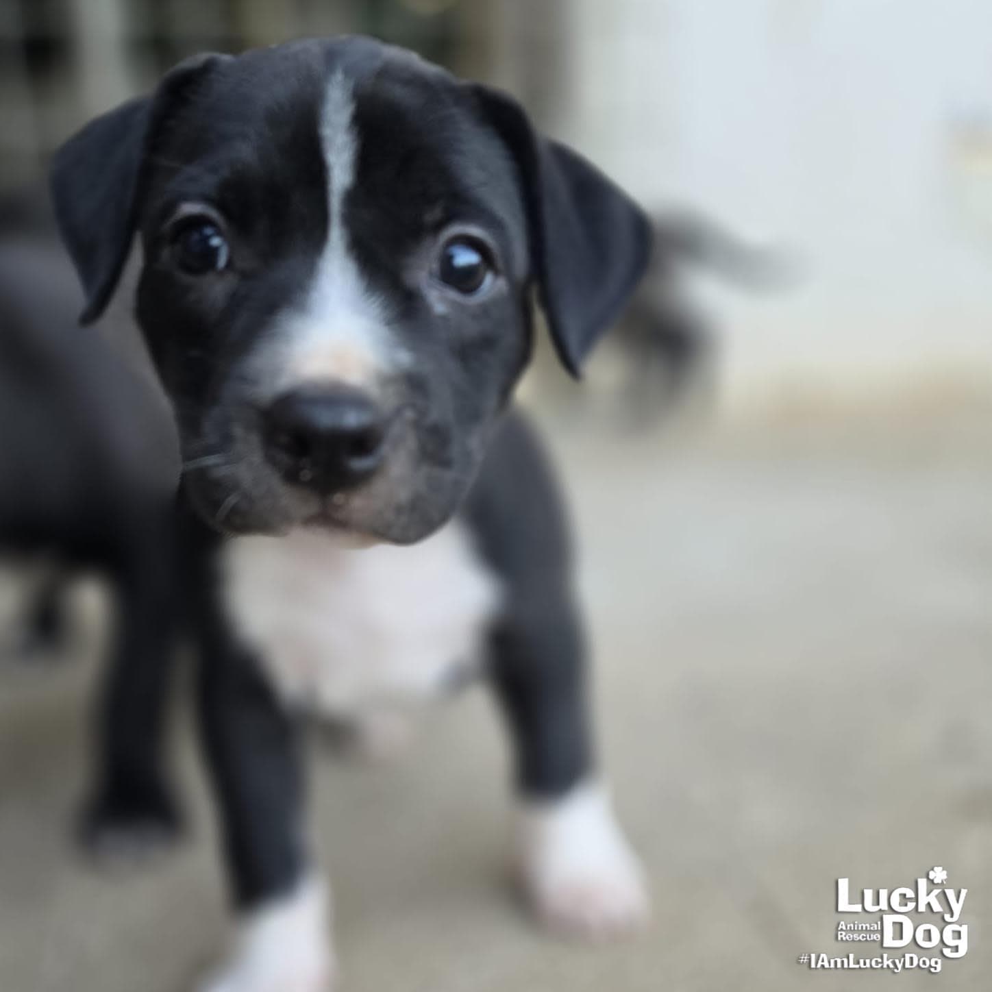 Sugar - Labrador Retriever