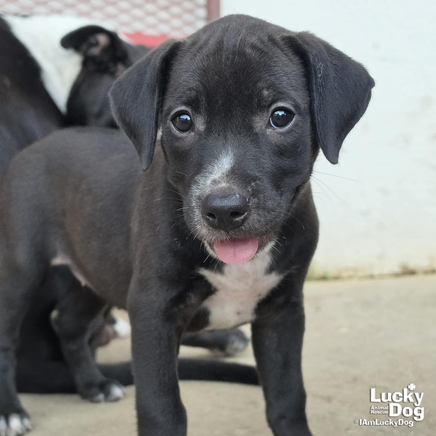 Sunny - Labrador Retriever