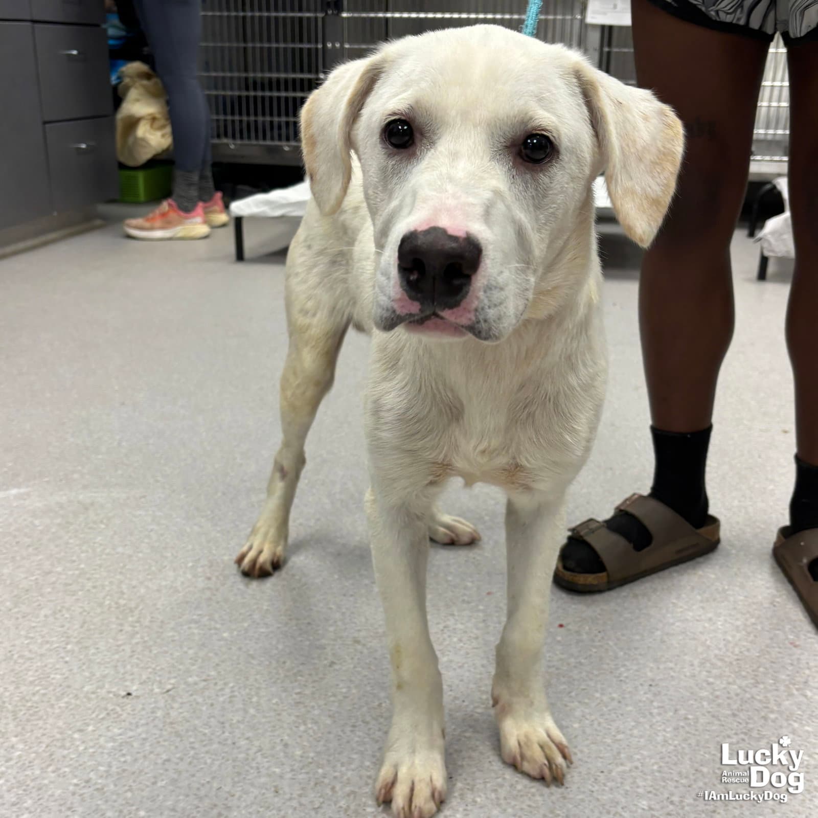 Fluffer Nugget - Labrador Retriever