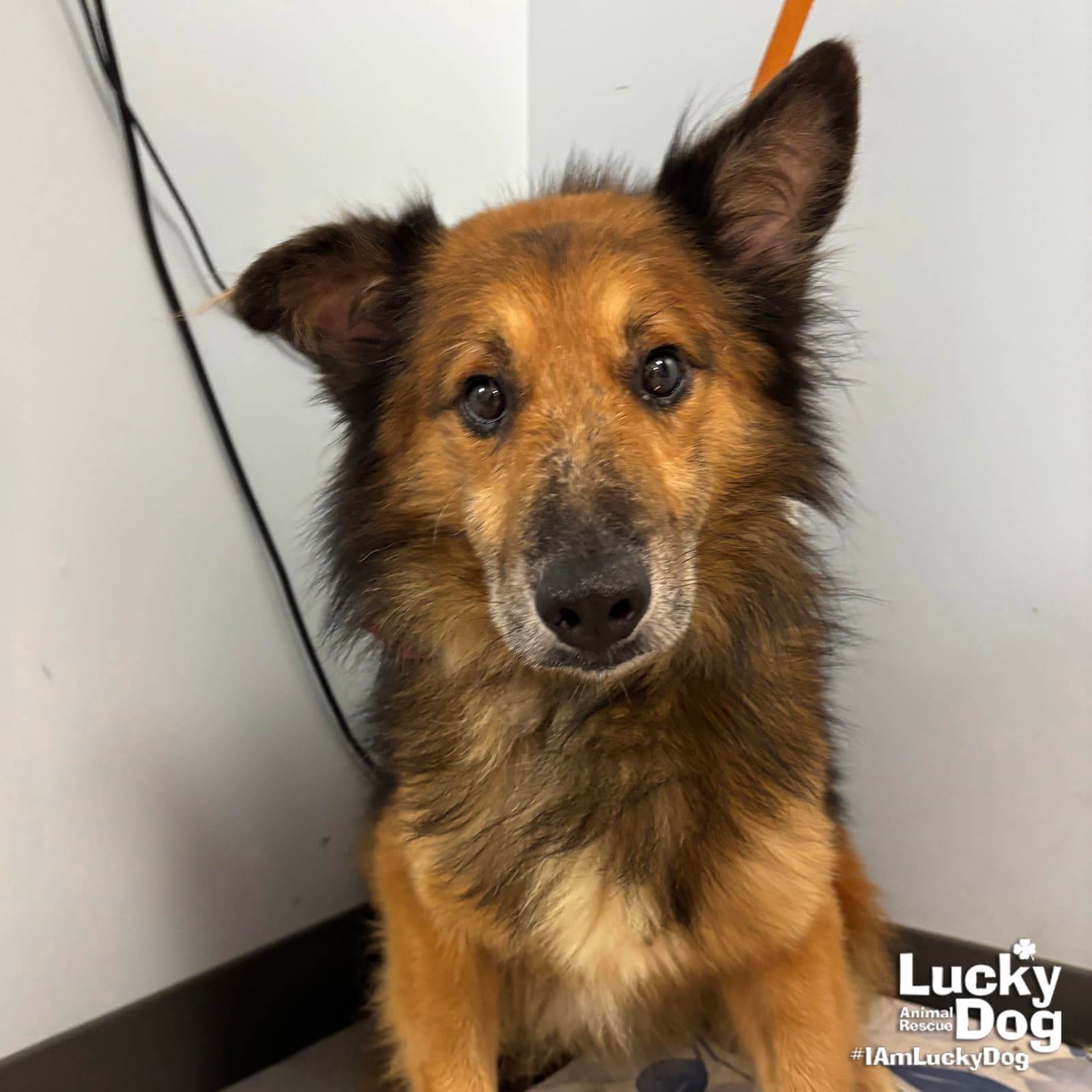 Gumdrop - Shetland Sheepdog Sheltie