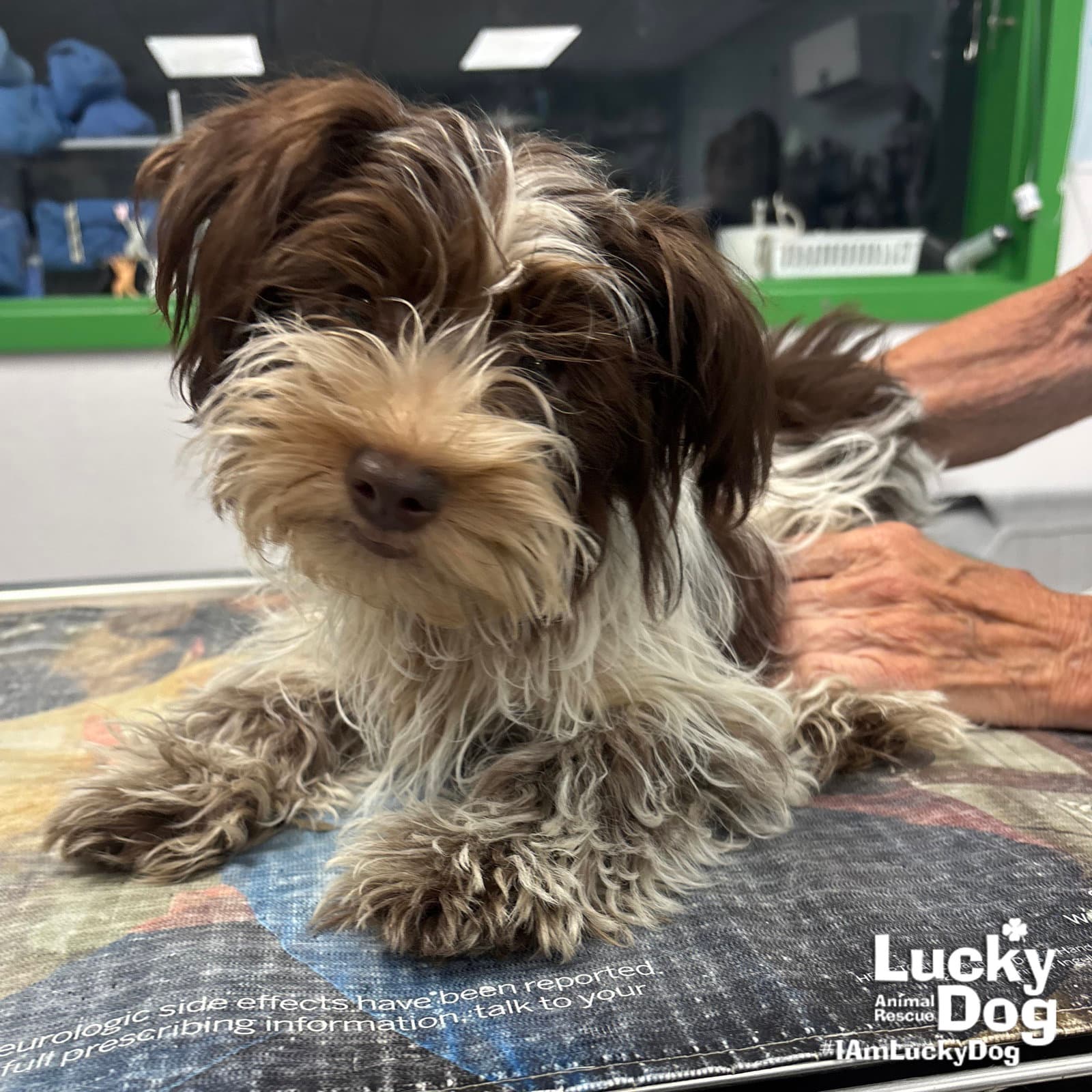 Poet - Shih Tzu