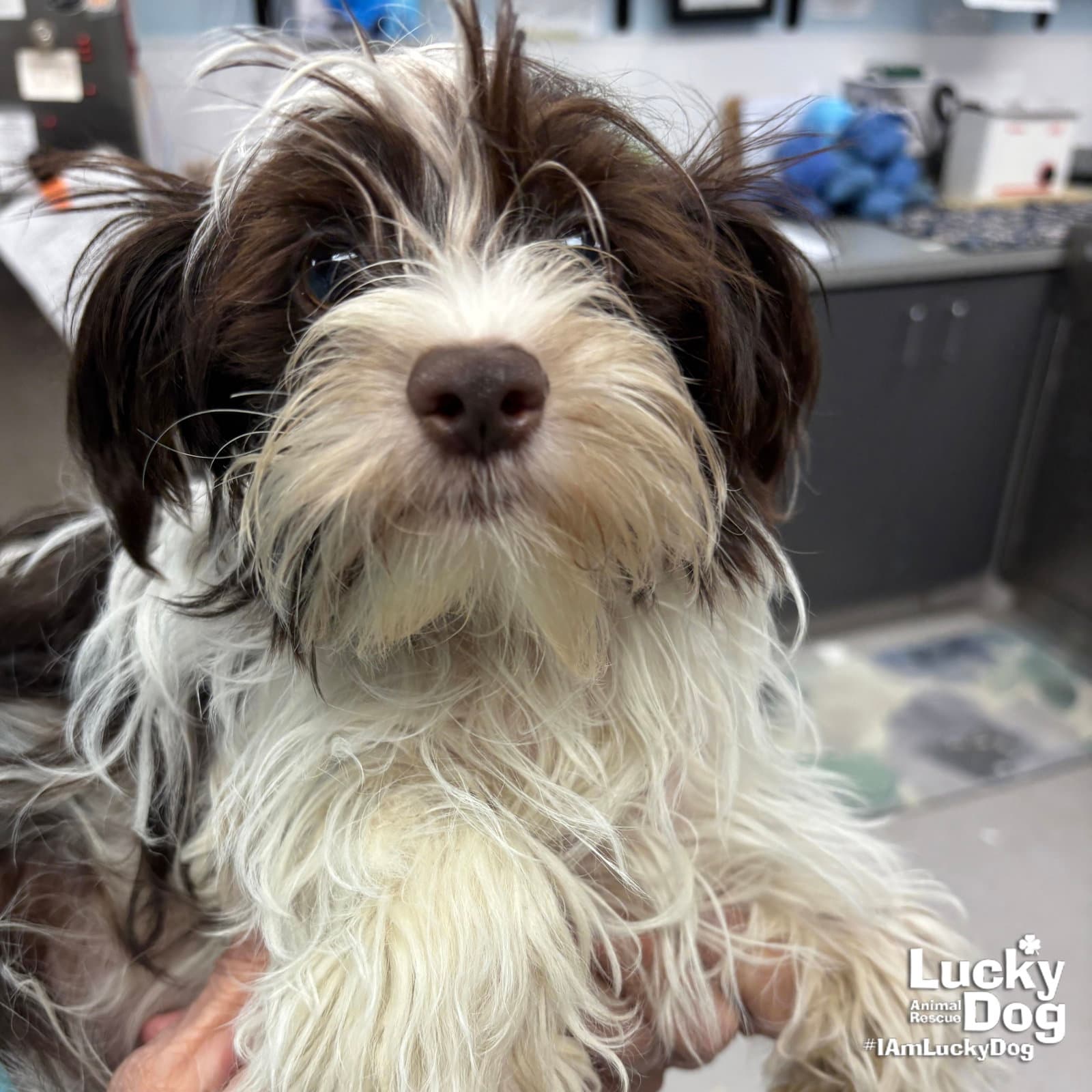 Pooh - Shih Tzu