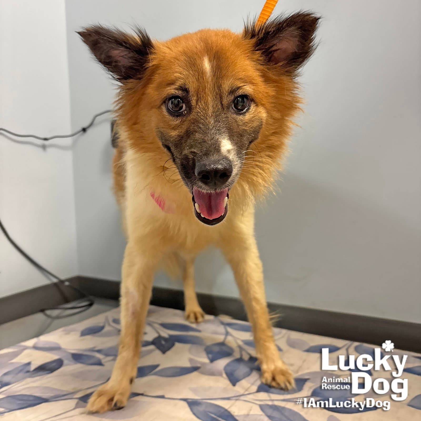 Honey - Shetland Sheepdog Sheltie