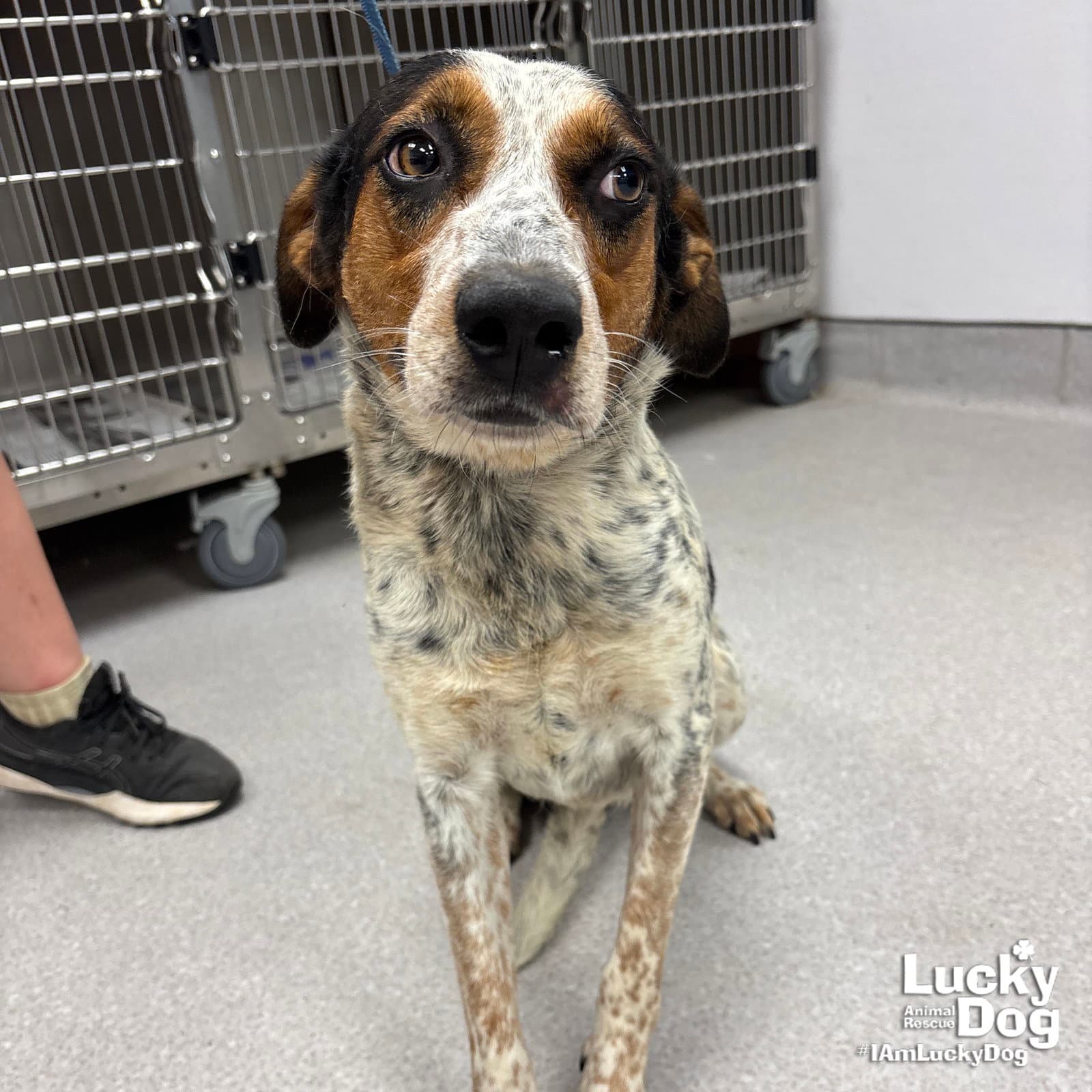 Sunshine - Australian Cattle Dog/Blue Heeler