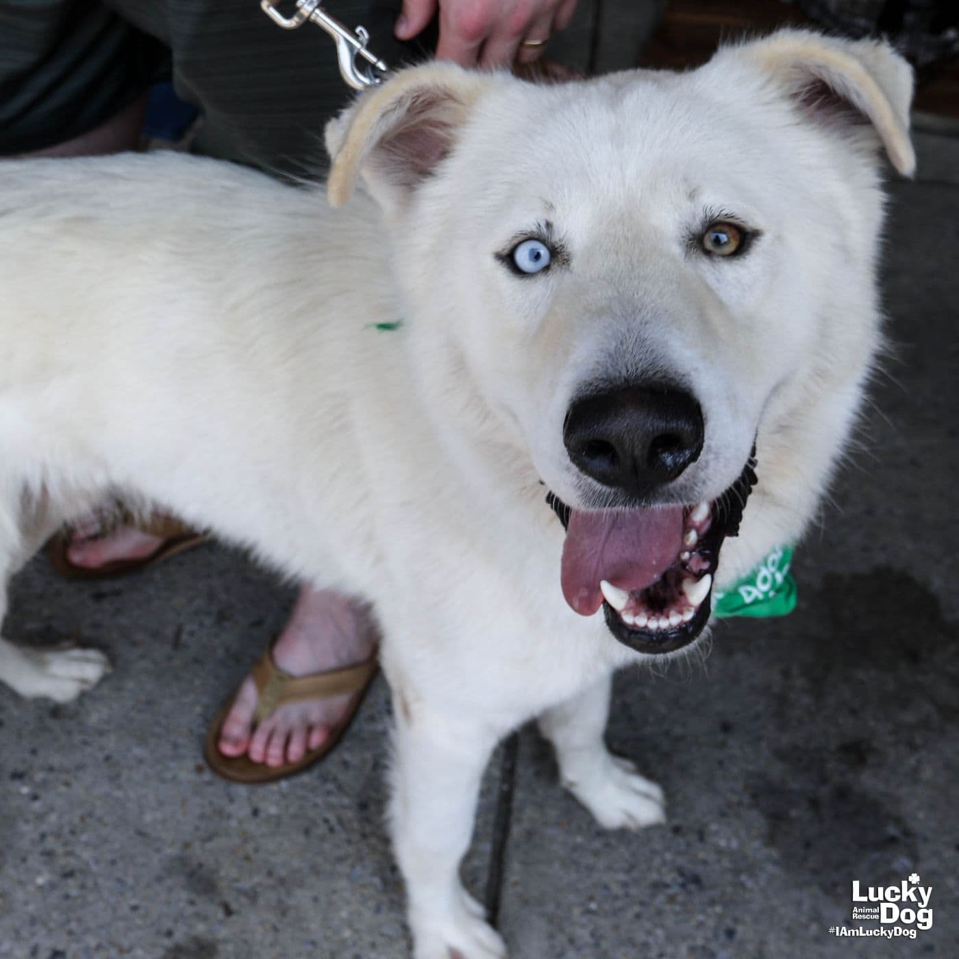 Ice - Great Pyrenees