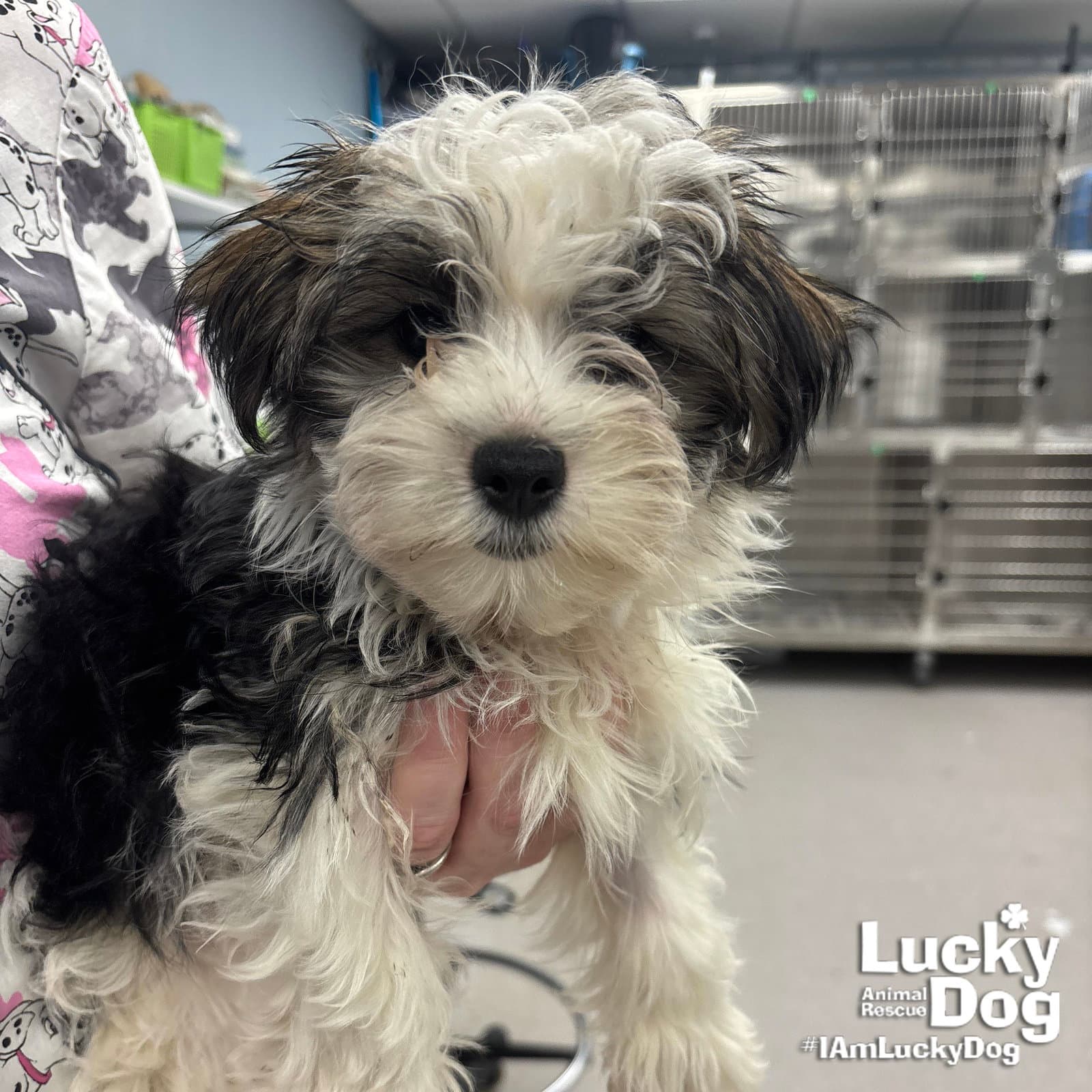 Mickey - Shih Tzu