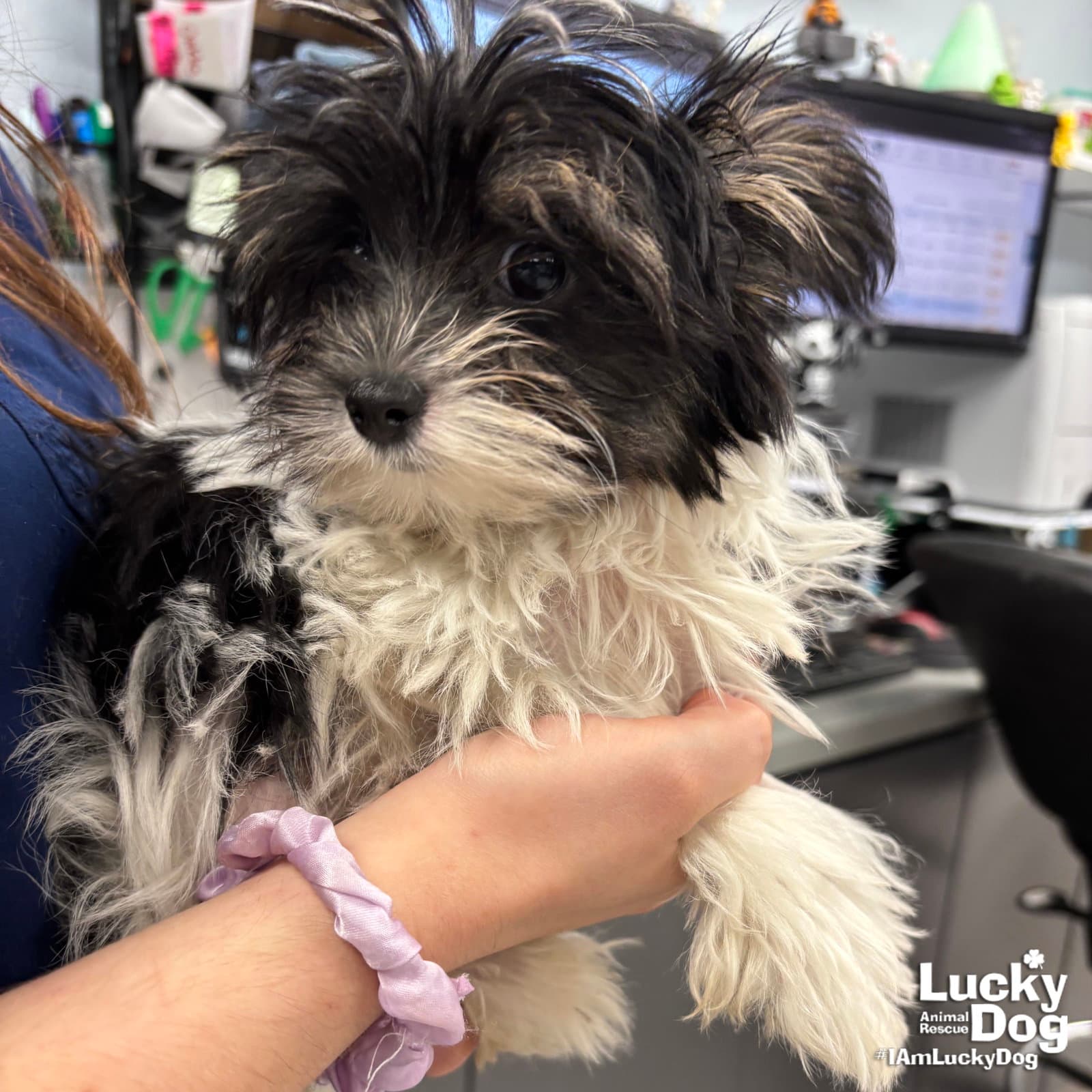 Muffin - Shih Tzu