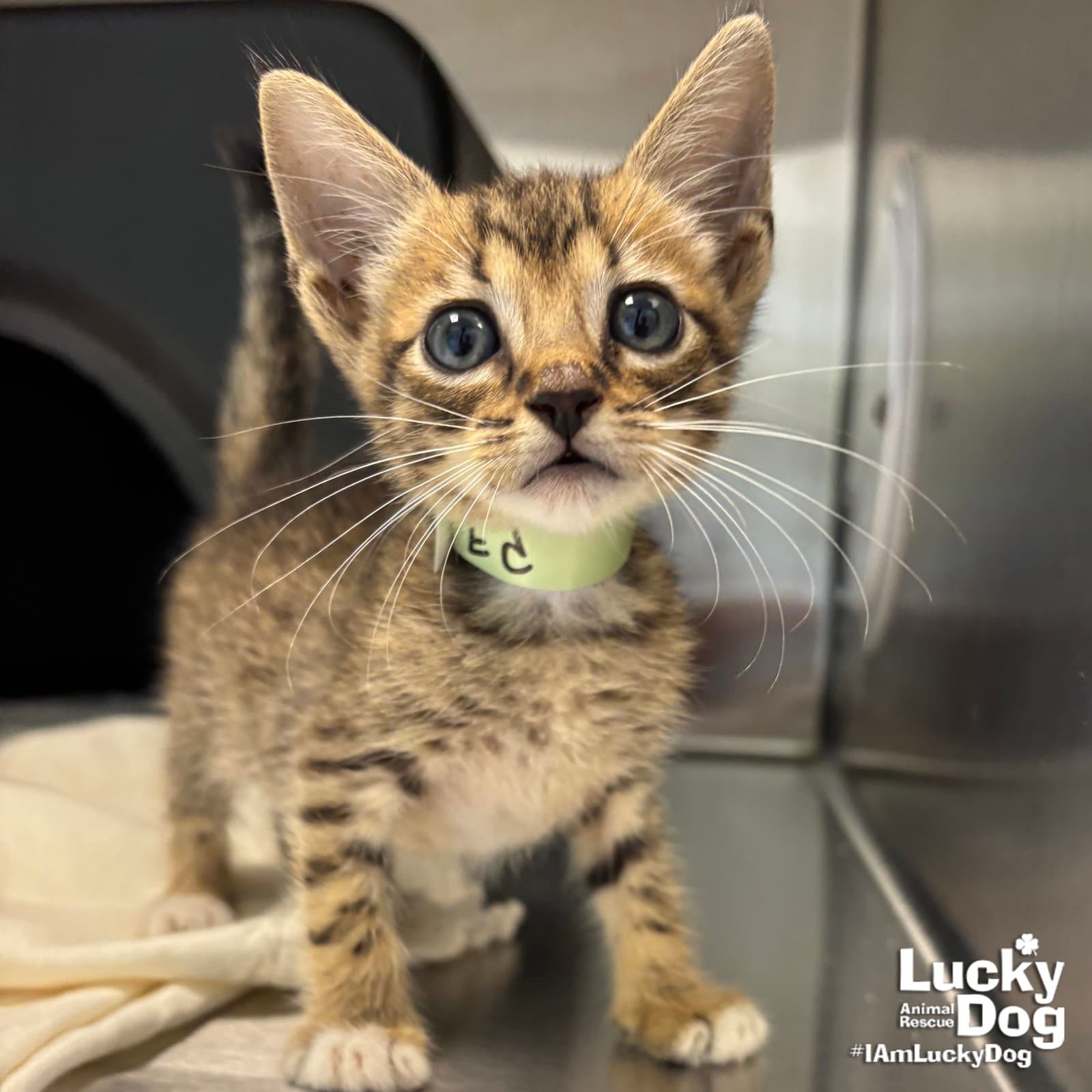 Ed - Domestic Short Hair