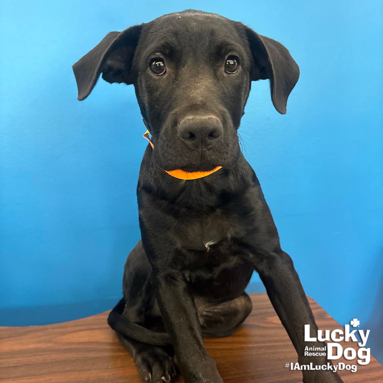 Stormy - Labrador Retriever