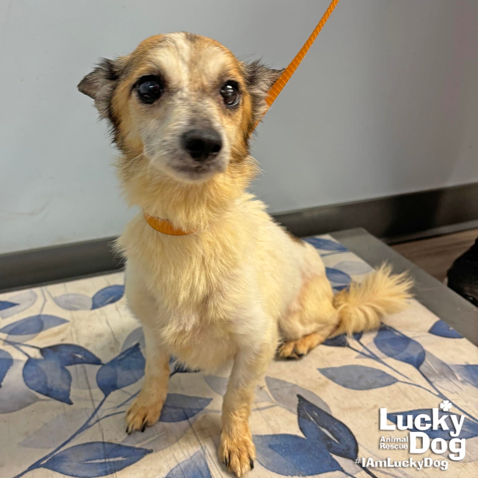 Ava - Jack Russell Terrier