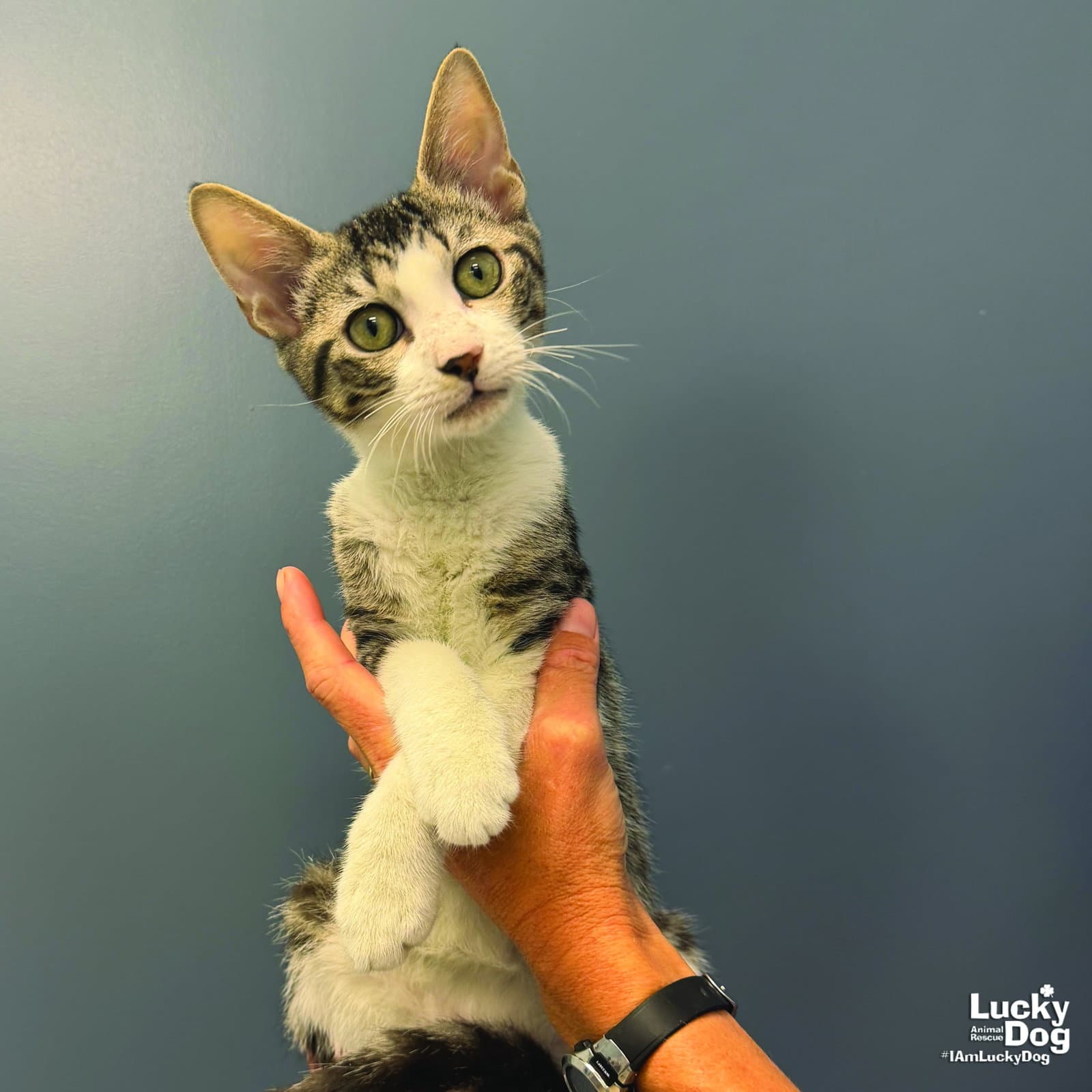 Rory - Domestic Short Hair