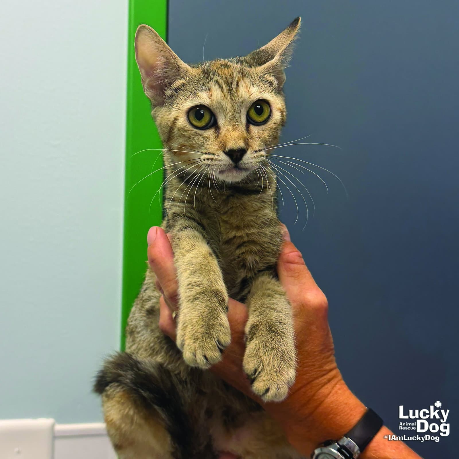 Rylan - Domestic Short Hair