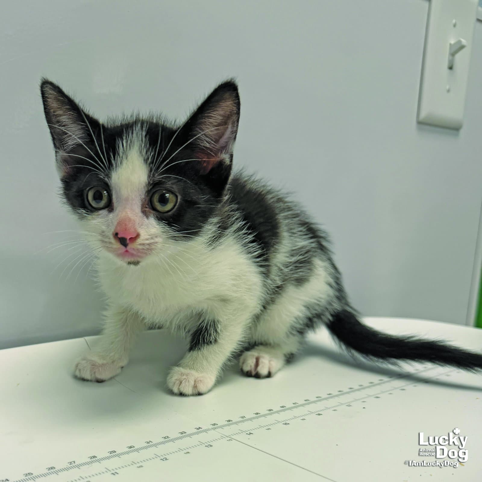 Dilly - Domestic Short Hair