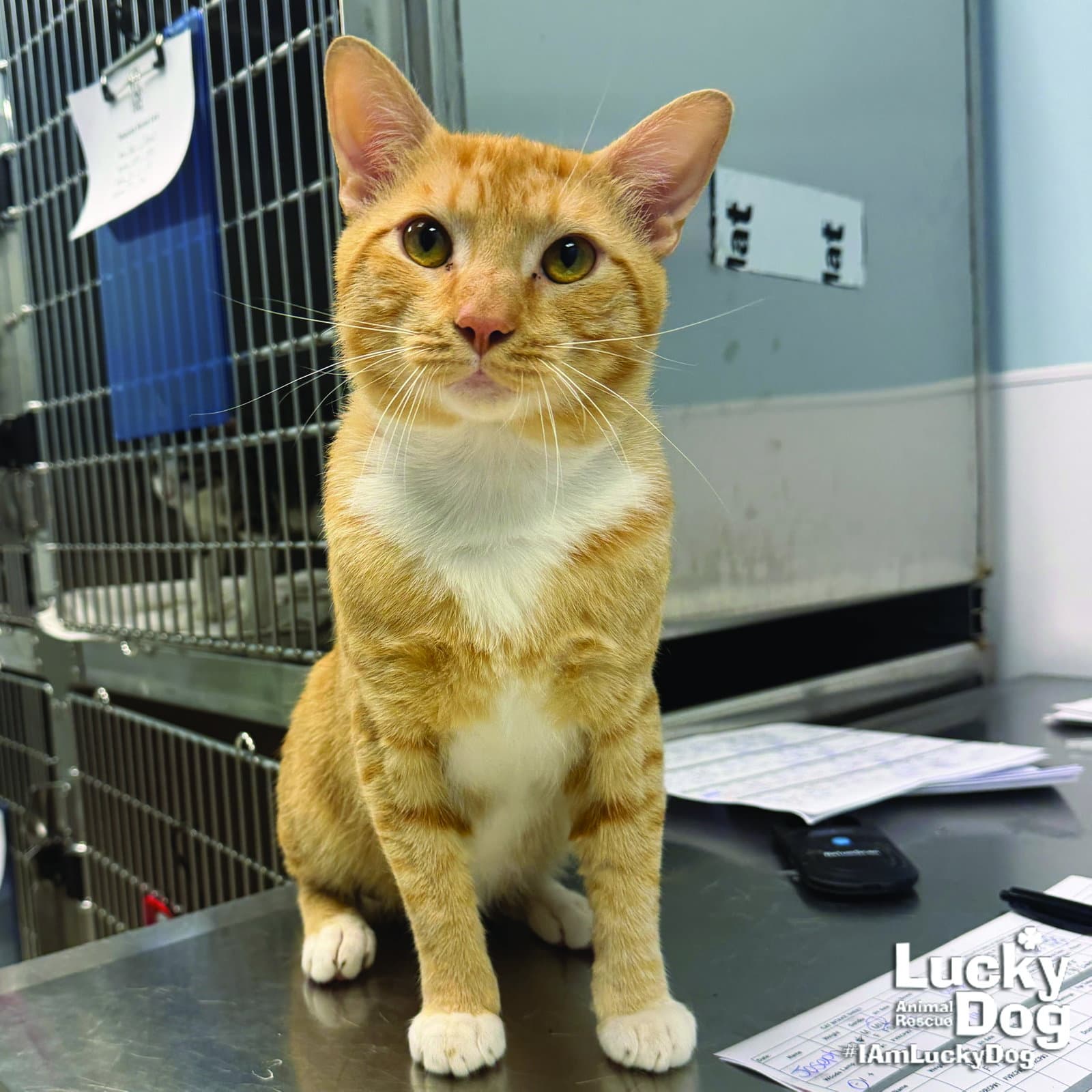 Joseph - Domestic Short Hair