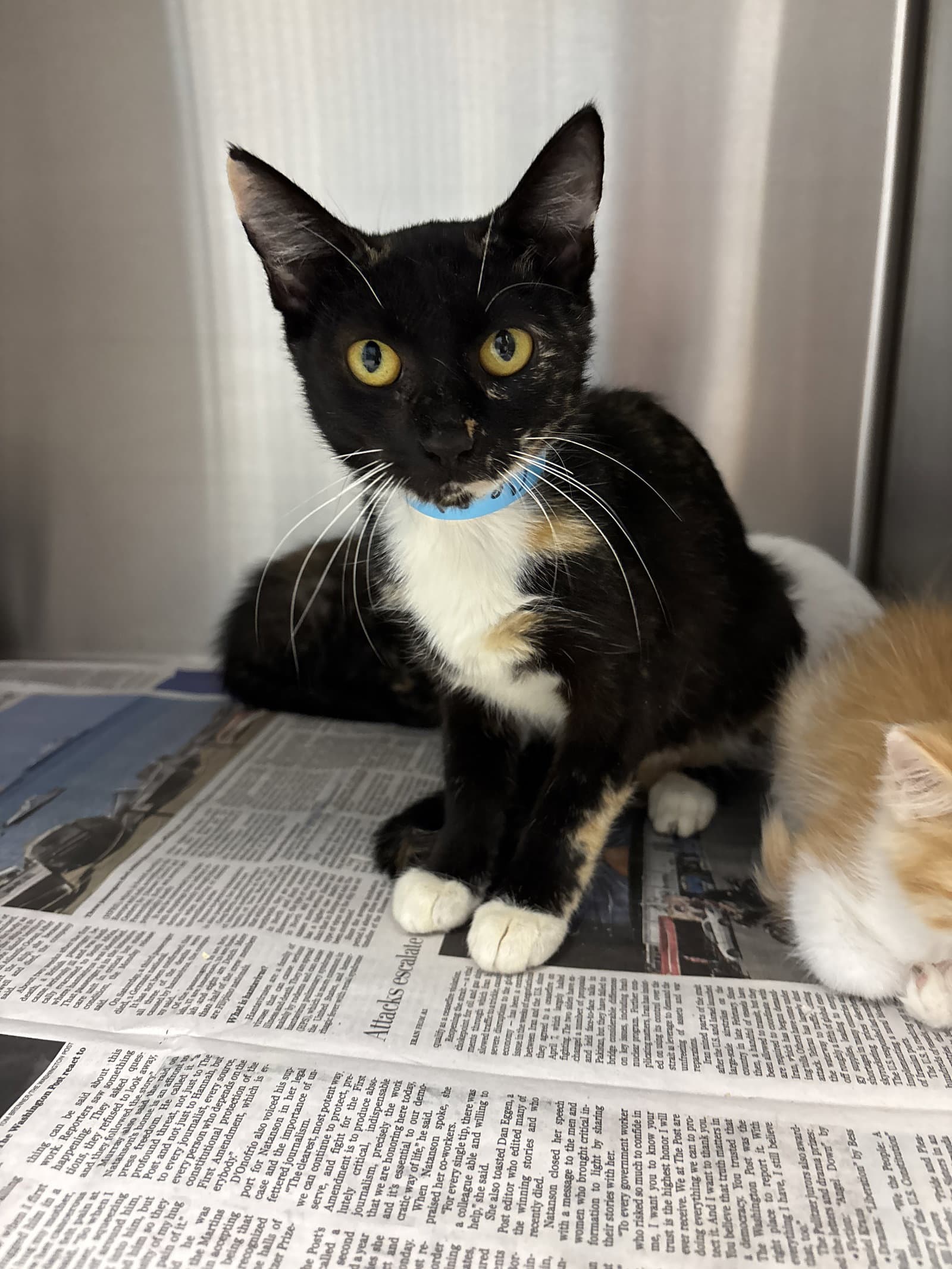 Cleopatra - Domestic Short Hair