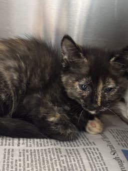 Baby Bastet image 1