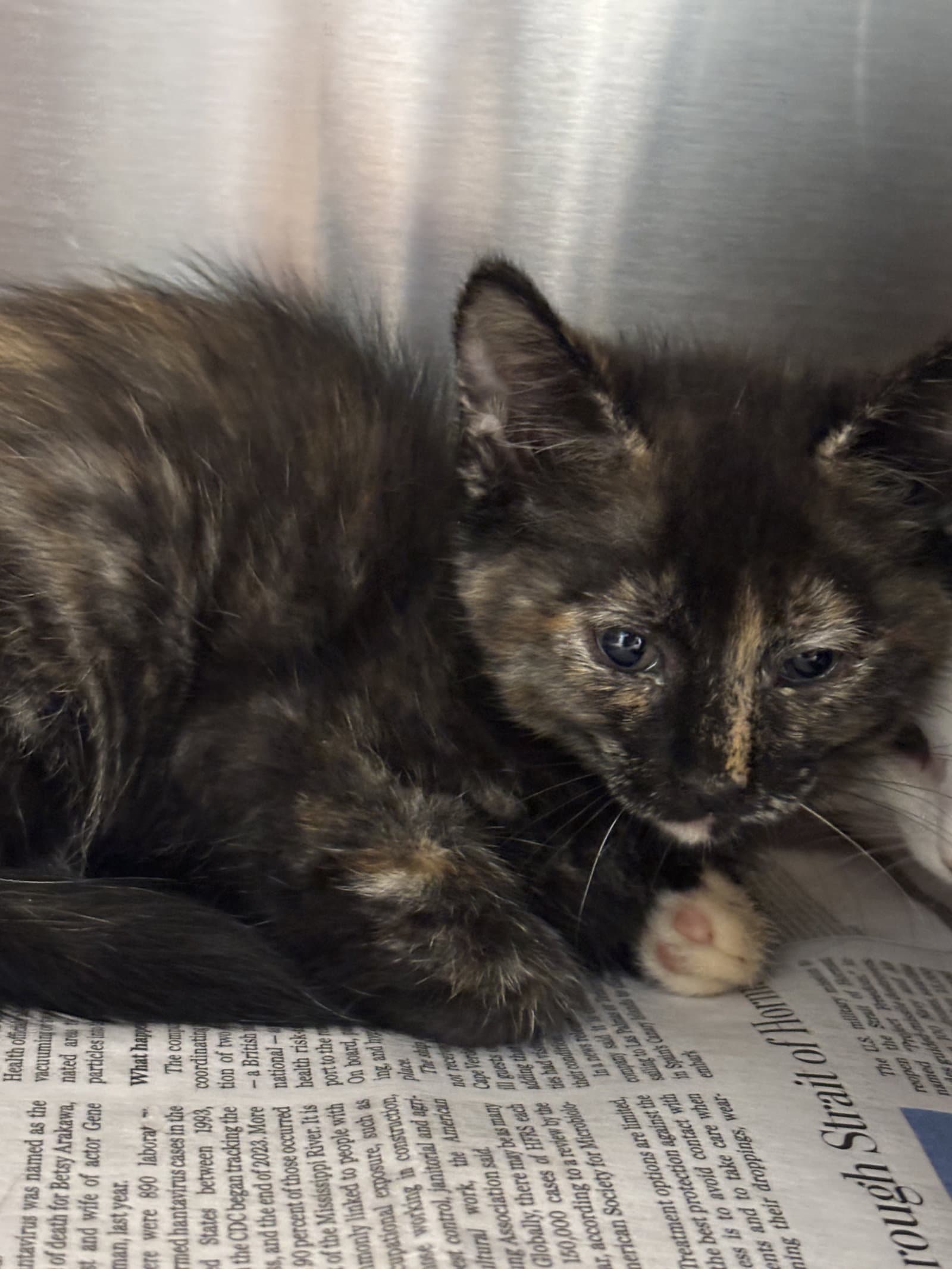 Baby Bastet - Domestic Short Hair