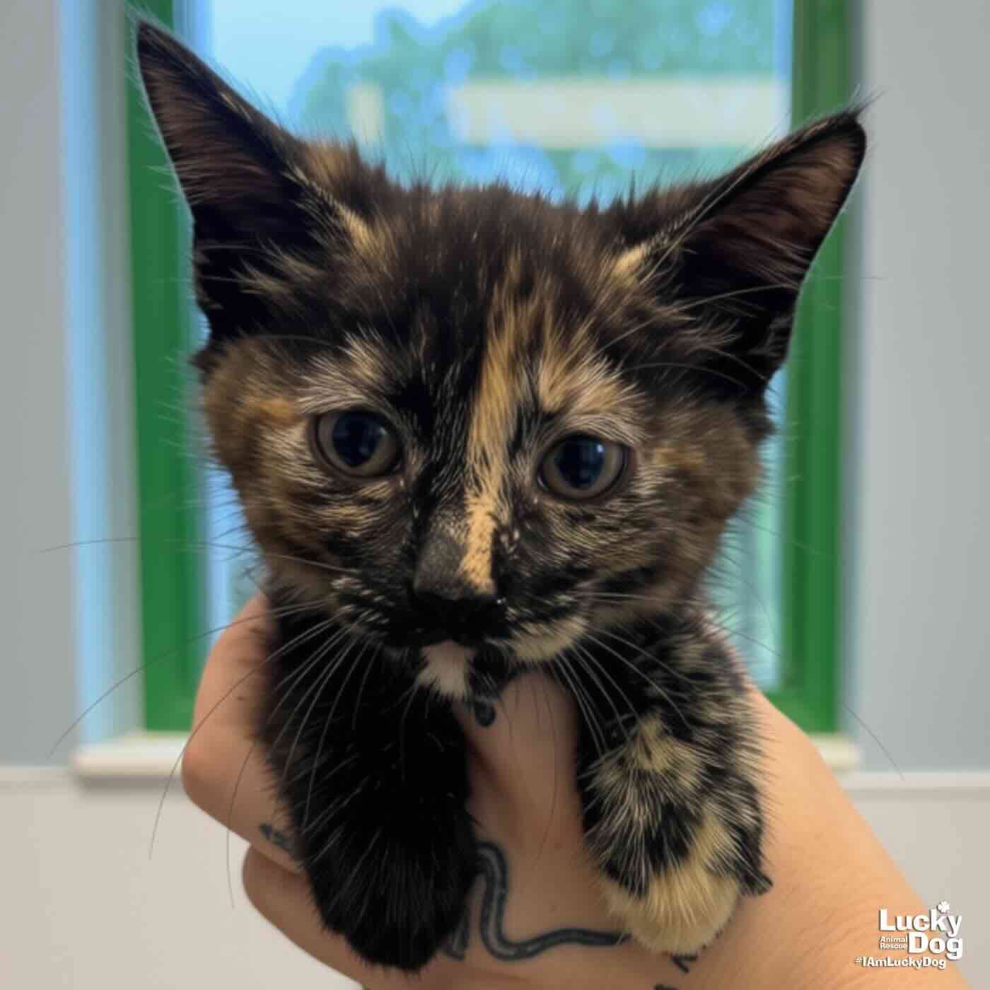Baby Bastet - Domestic Short Hair