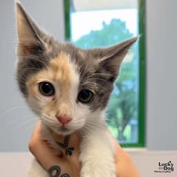 Baby Nefertiti image 3