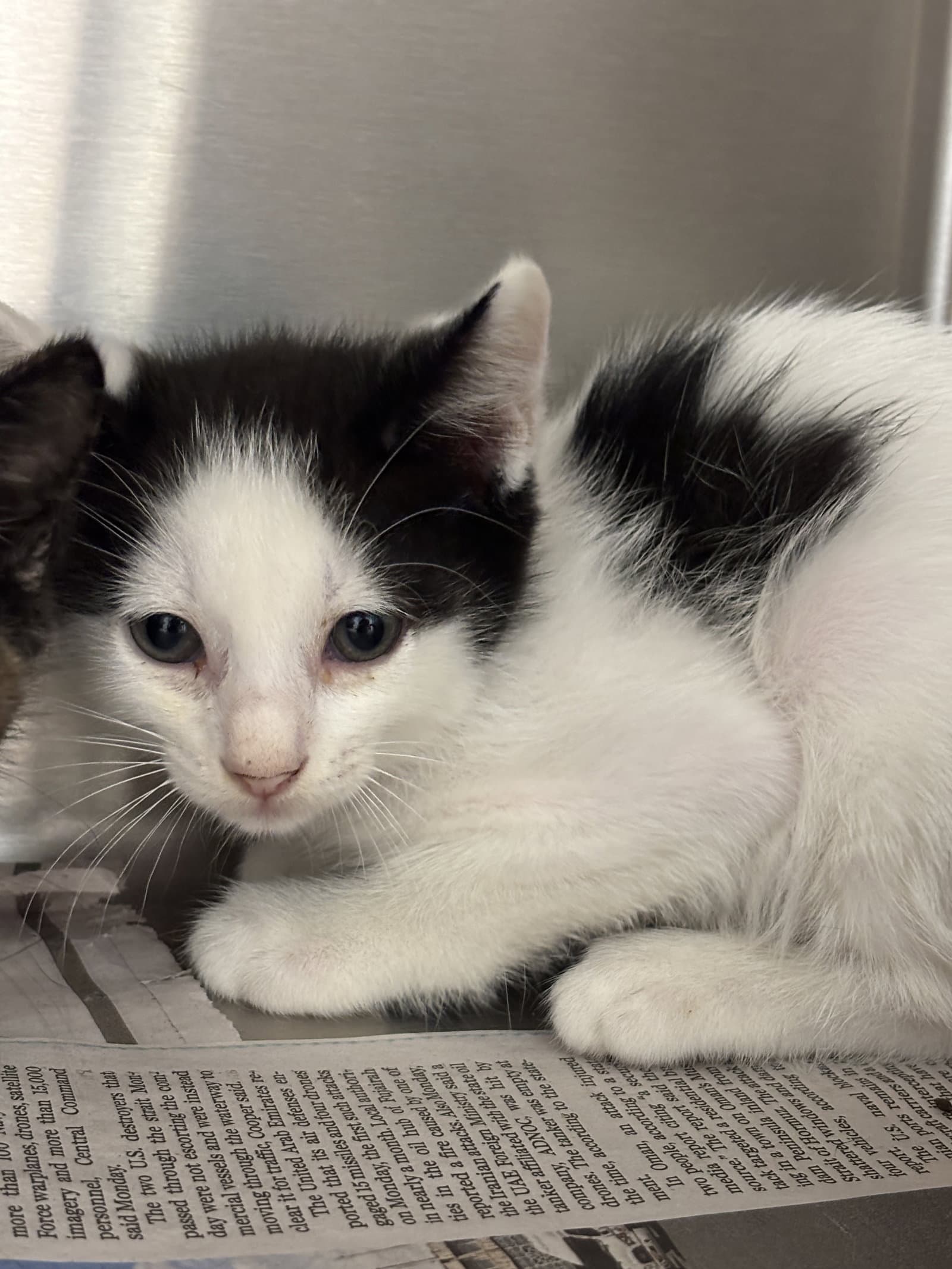 Baby Seth - Domestic Short Hair