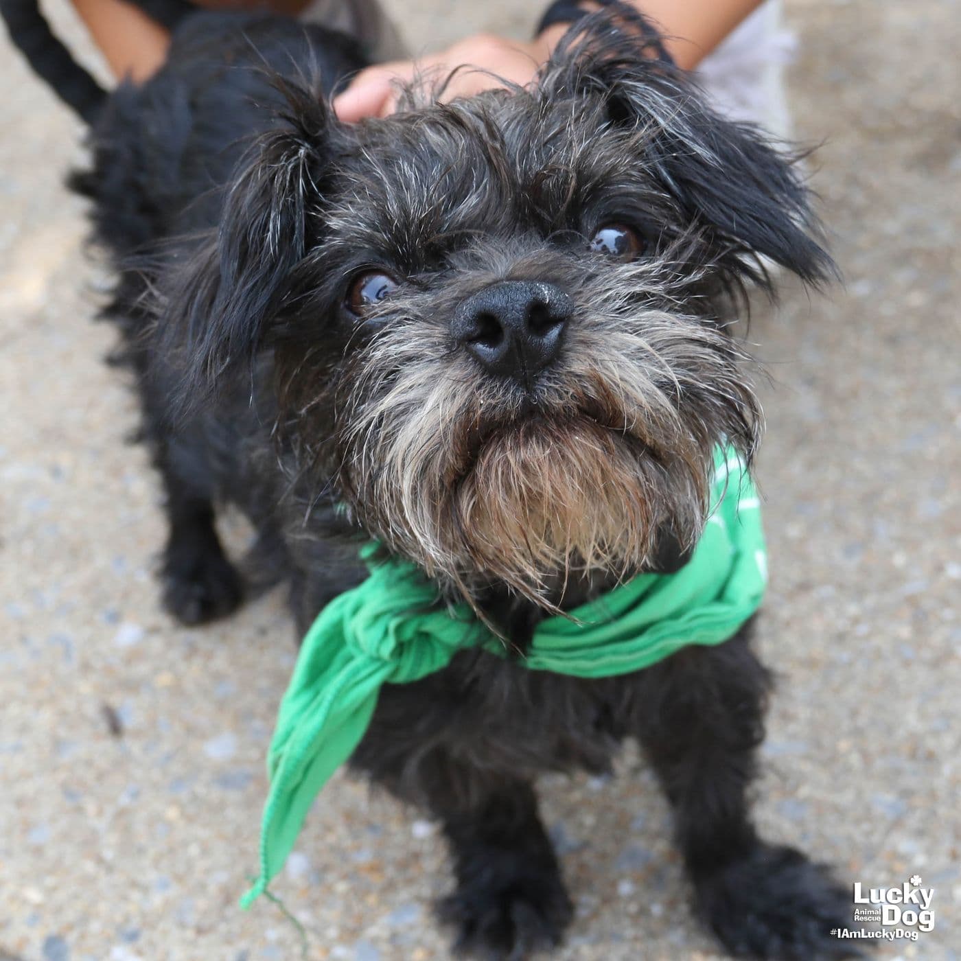 Isaac - Schnauzer