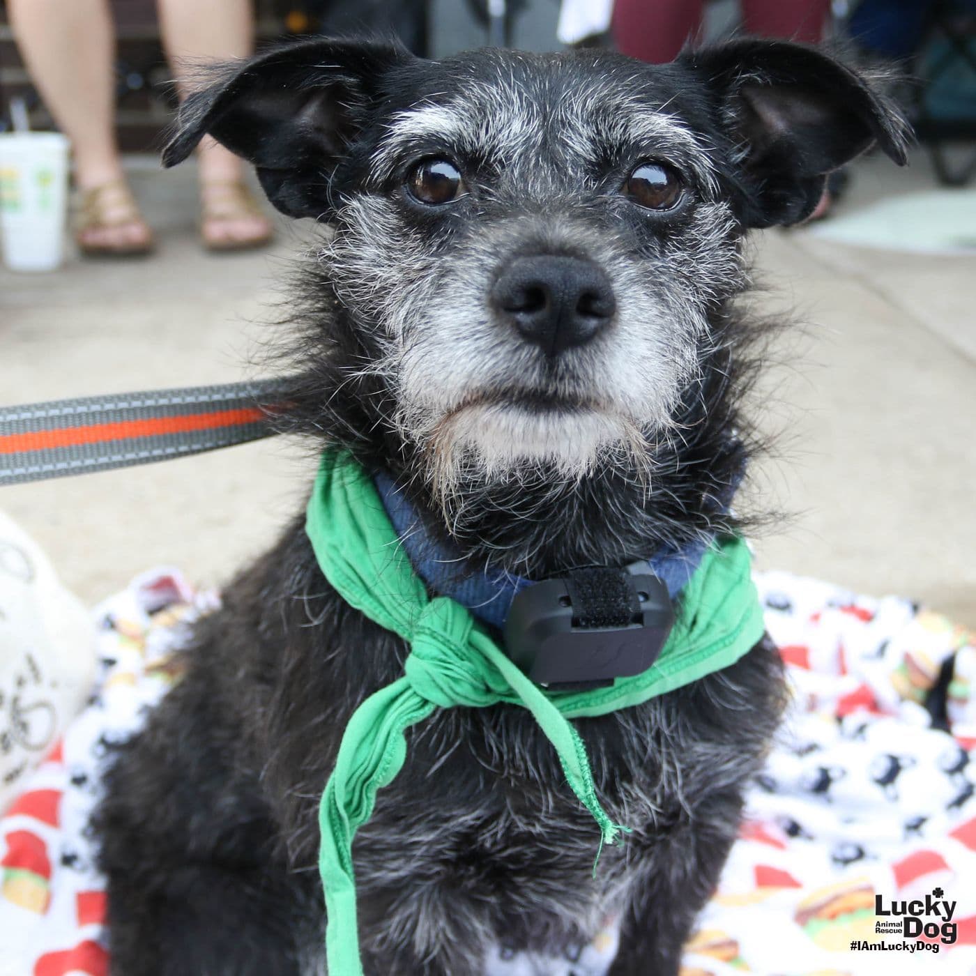 Tiffany - Schnauzer