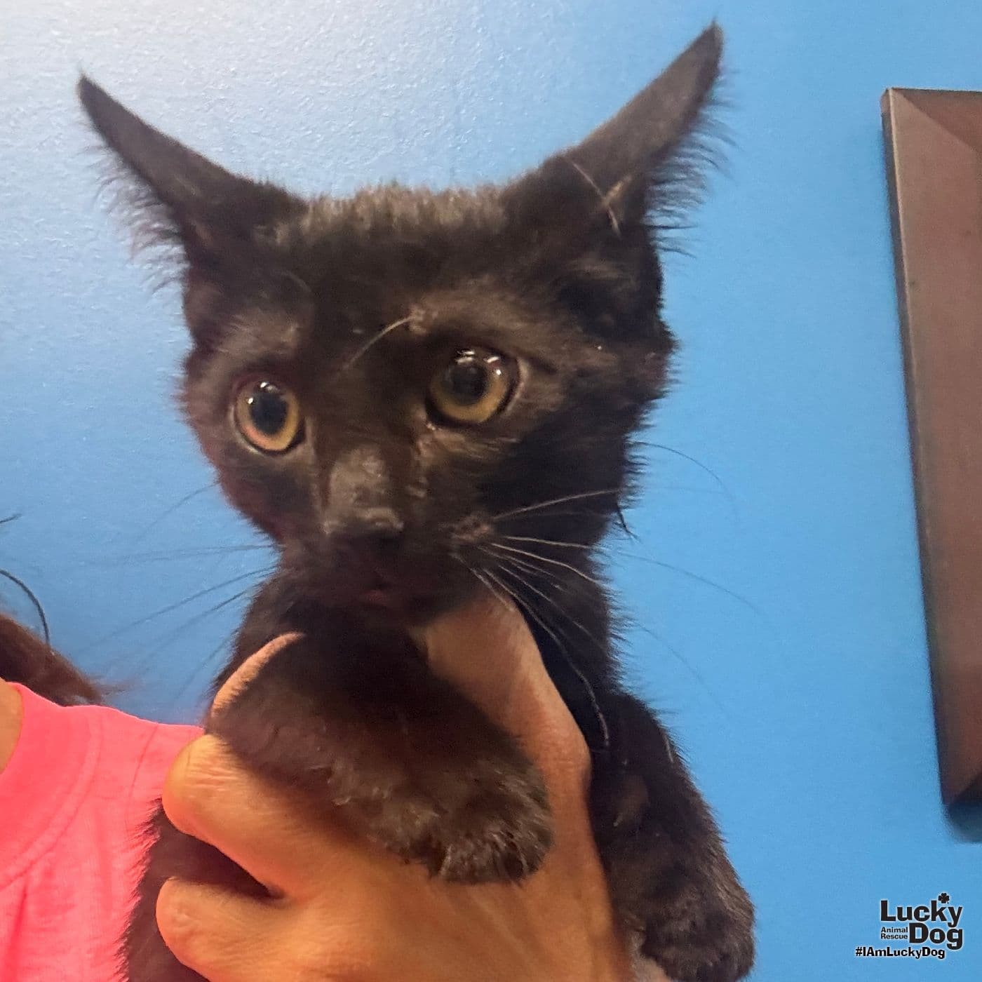 Timmie - Domestic Short Hair