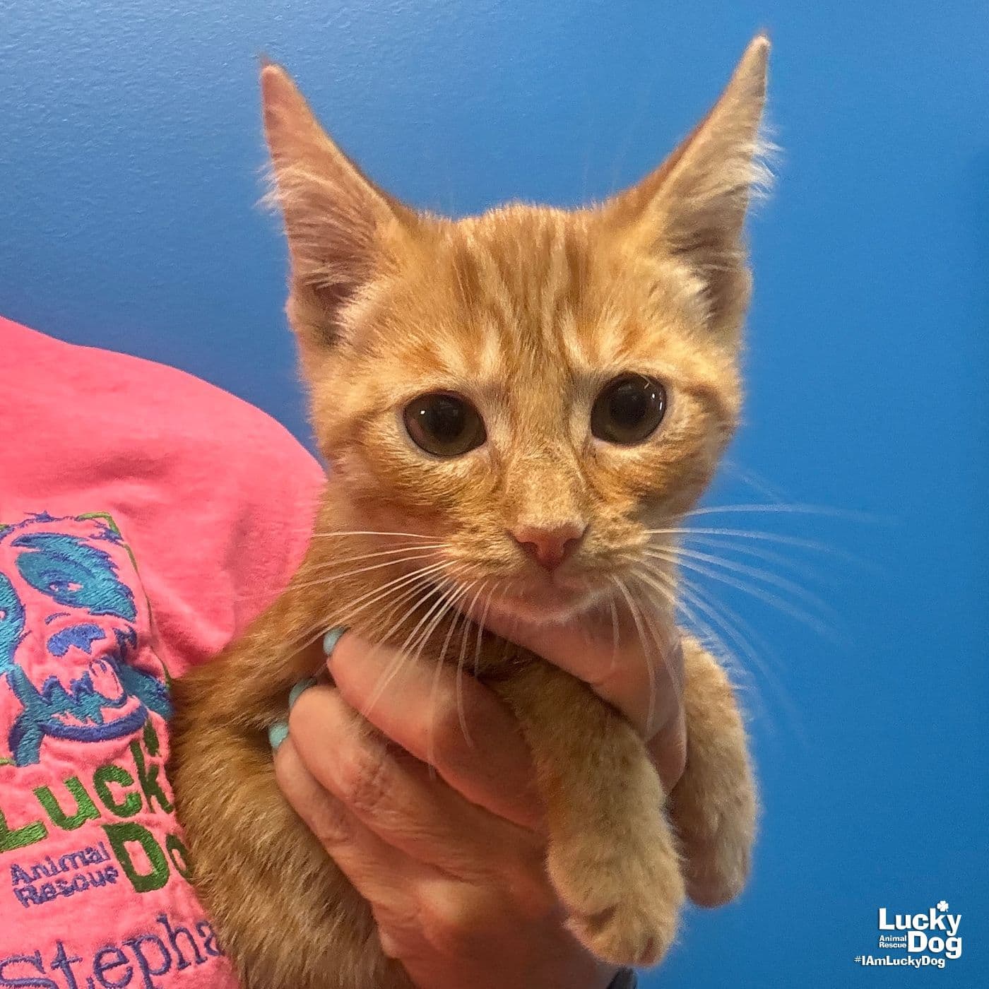Tommy - Domestic Short Hair