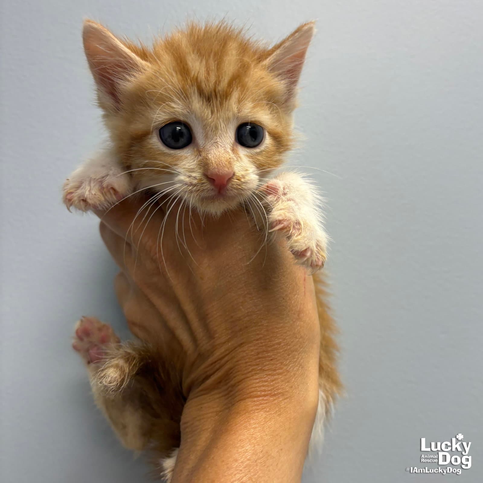 Flame - Domestic Short Hair