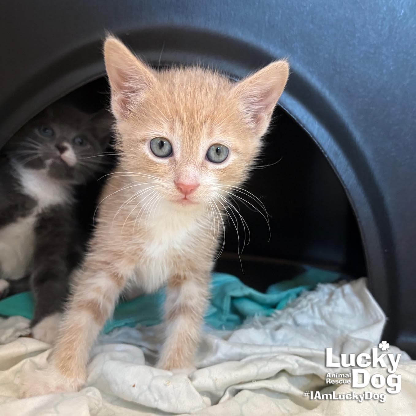 Orindo - Domestic Short Hair