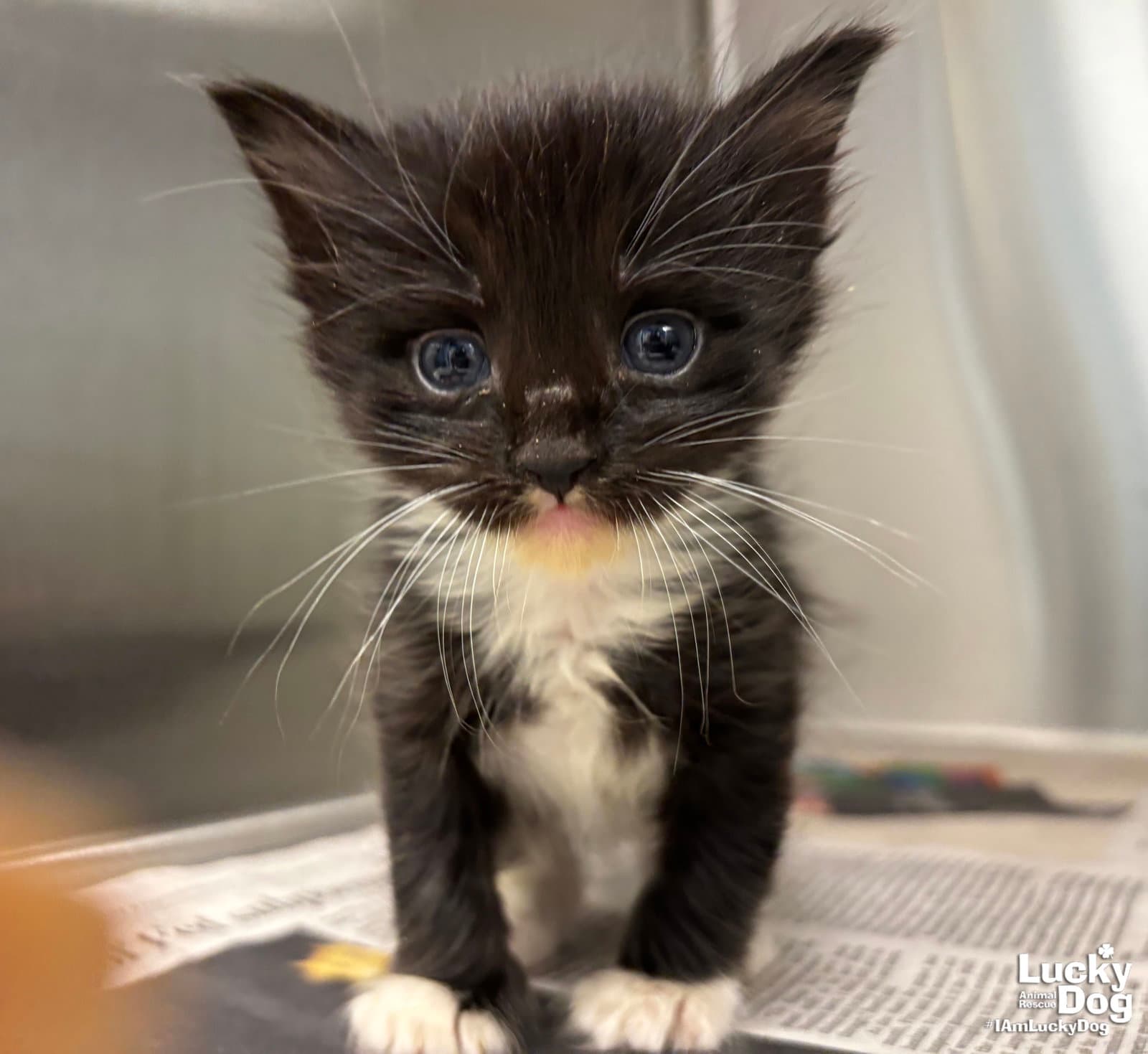 Gem - Domestic Short Hair