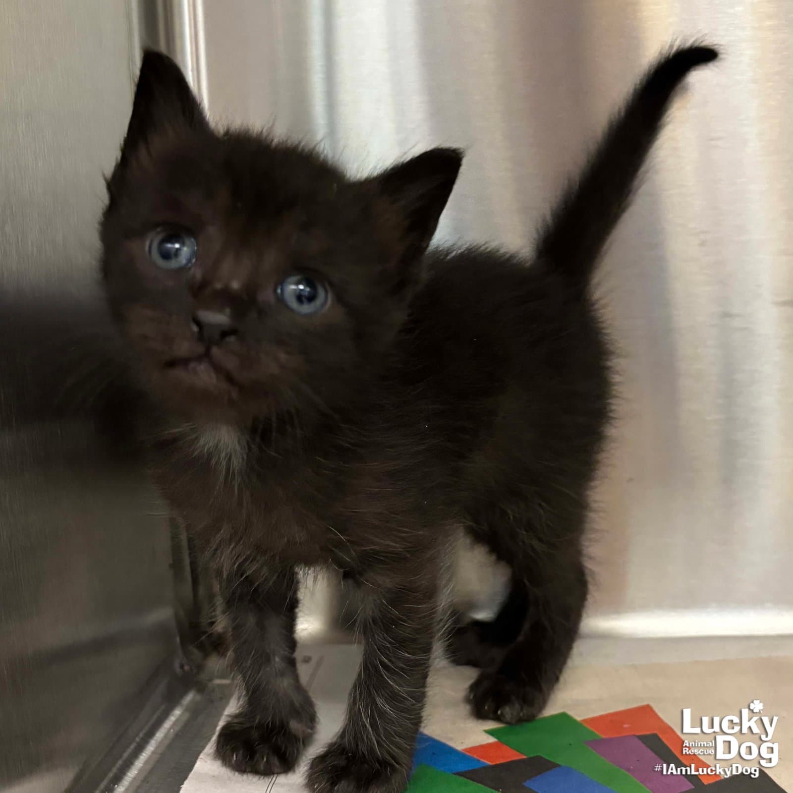 Gerbal - Domestic Short Hair