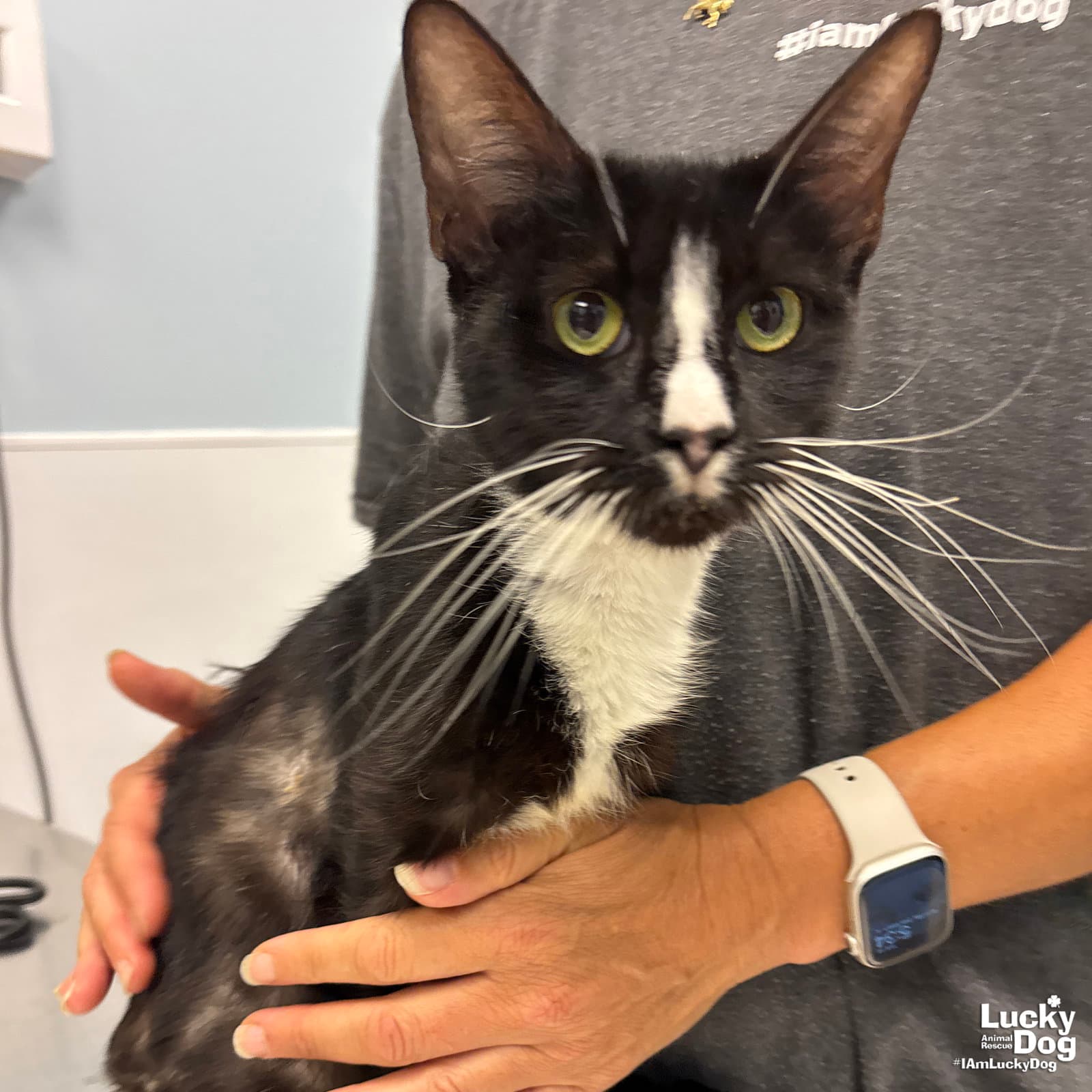 Ranaela - Domestic Short Hair