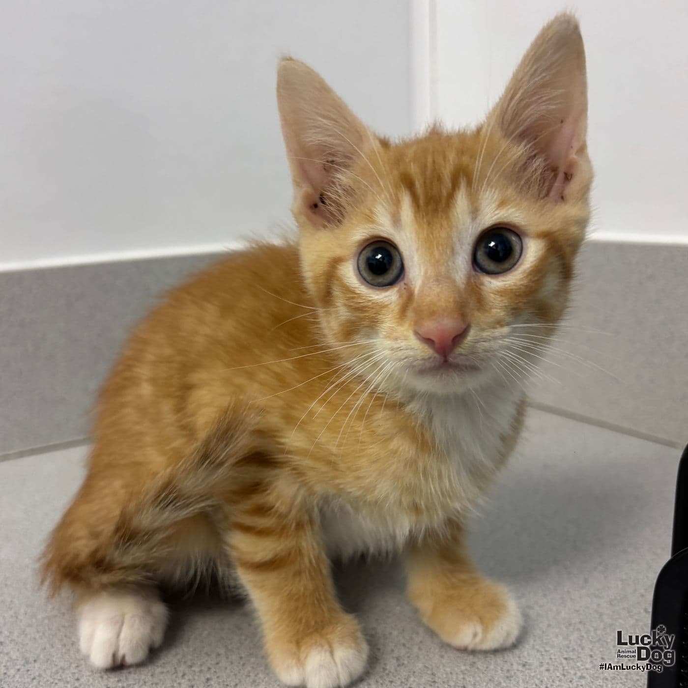 Linus - Domestic Short Hair
