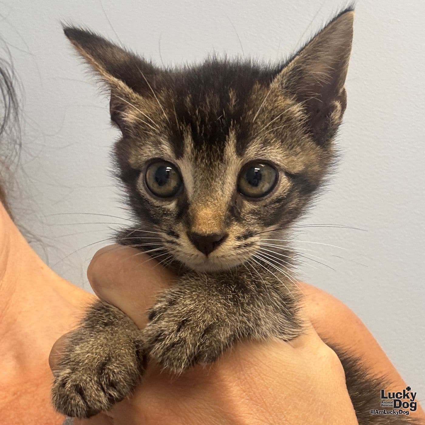 Leon - Domestic Short Hair