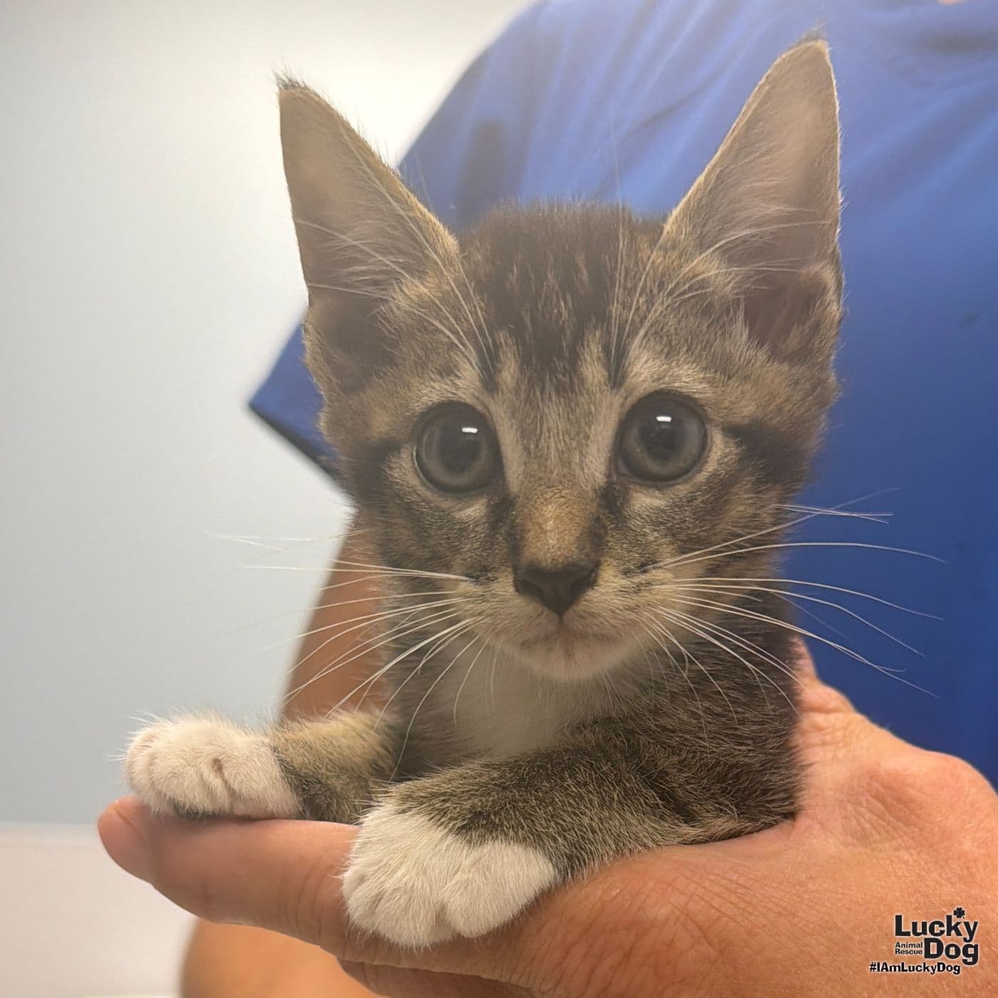 Loki - Domestic Short Hair