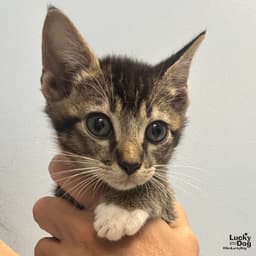 Loki image 2