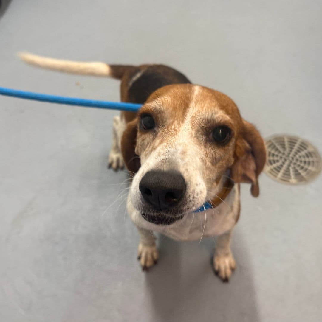 Jolene - Beagle