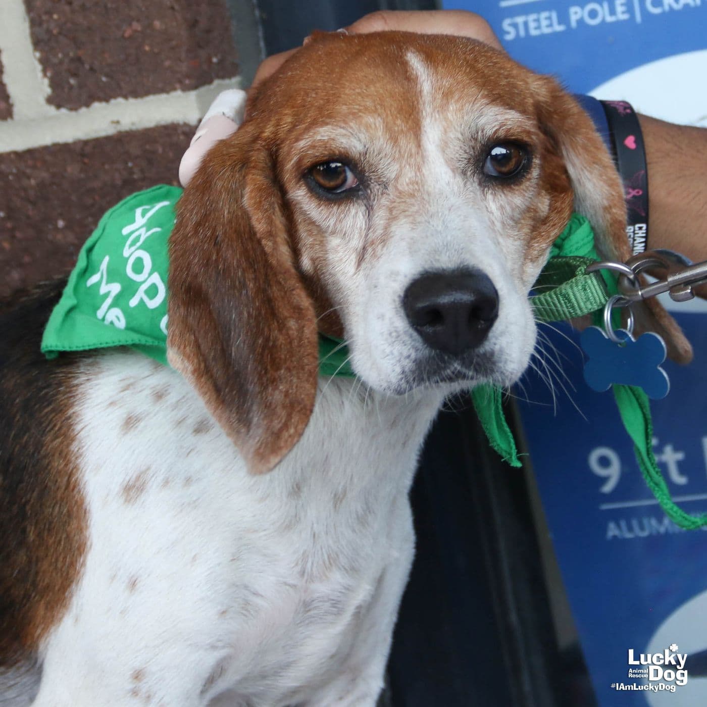 Jolene - Beagle