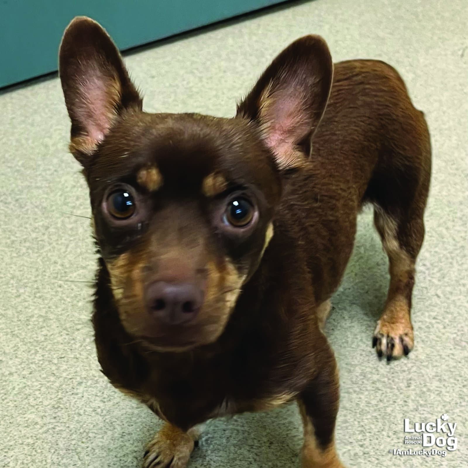 Mr T - Chihuahua