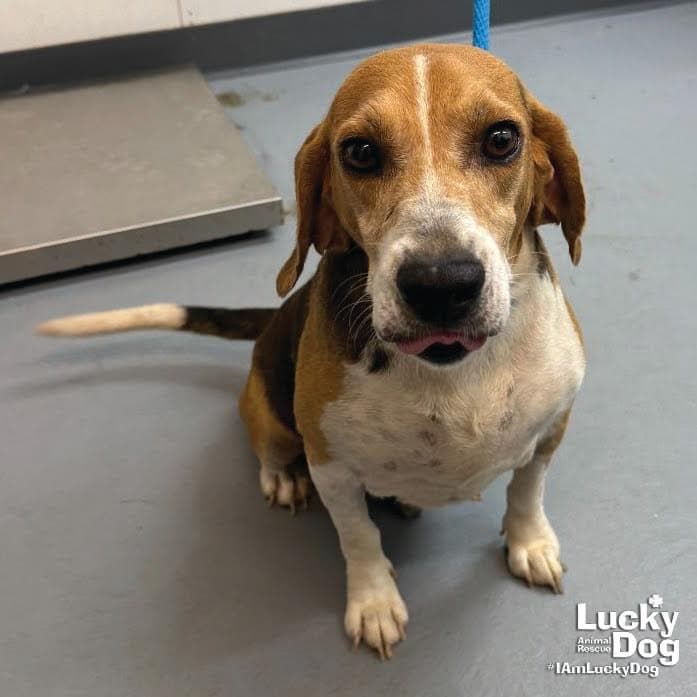 Earl - Beagle