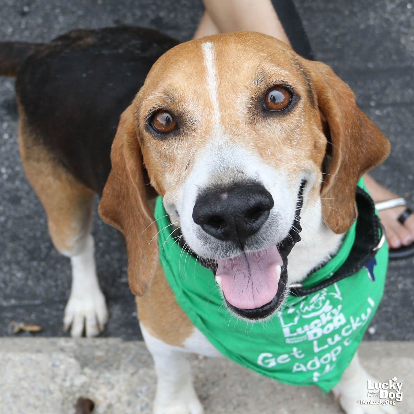 Earl - Beagle