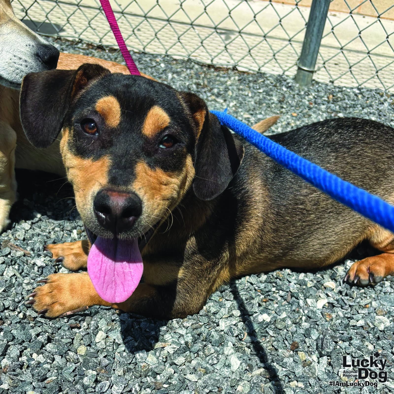 Stone - Dachshund
