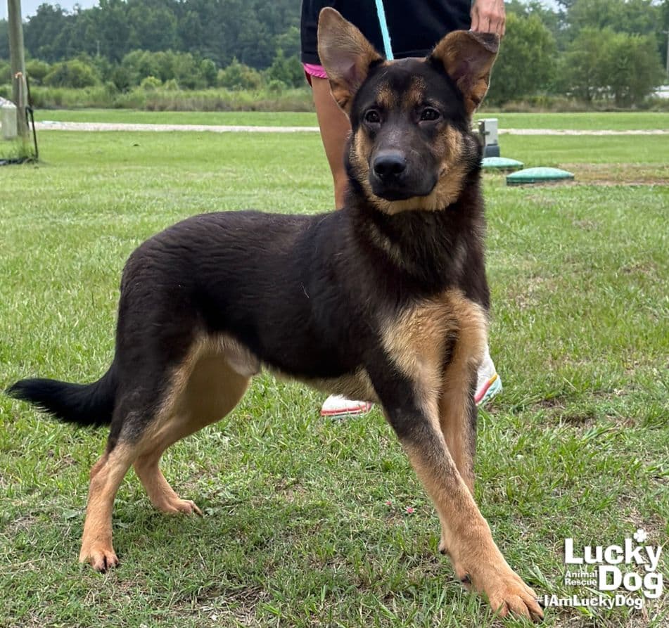 Chase - German Shepherd Dog