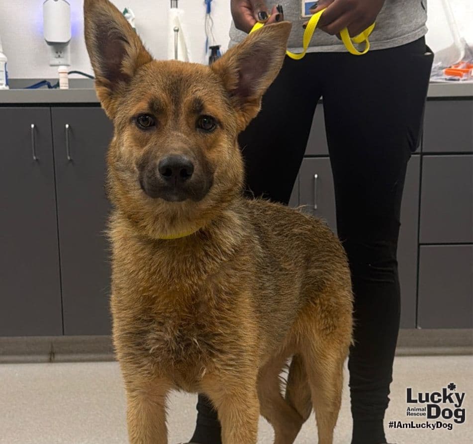 Brownie - German Shepherd Dog