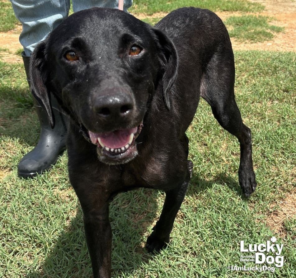 Spice Girl - Labrador Retriever