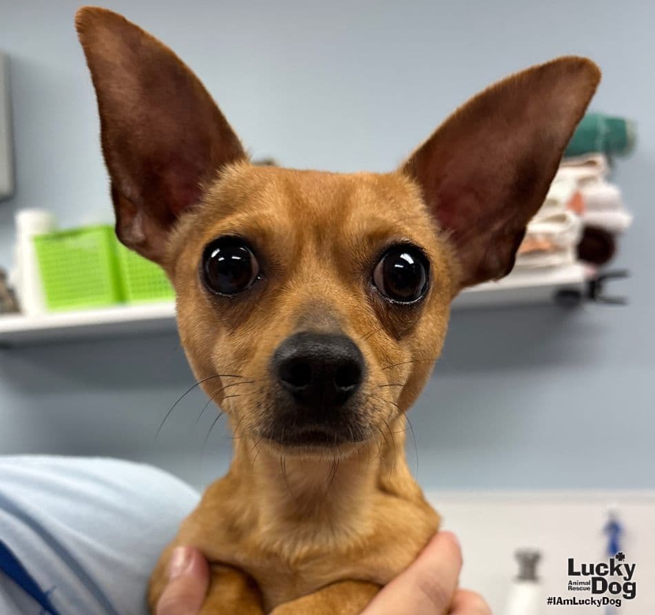 Chino - Chihuahua