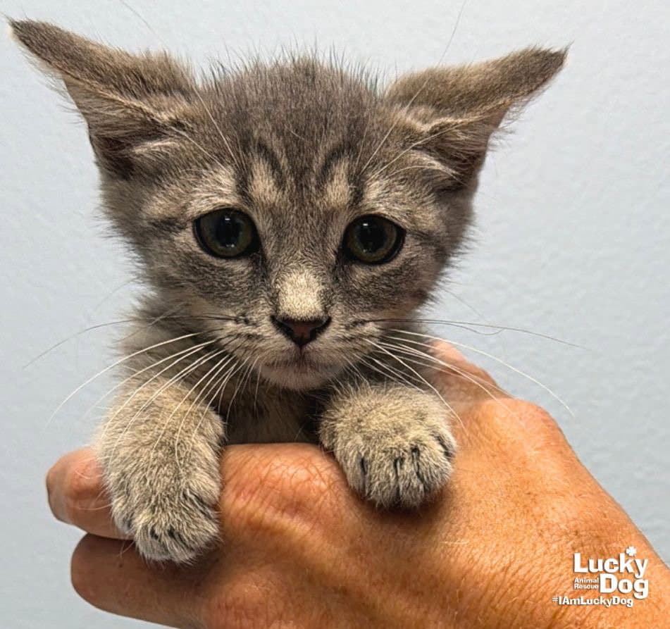 Ariel - Domestic Short Hair